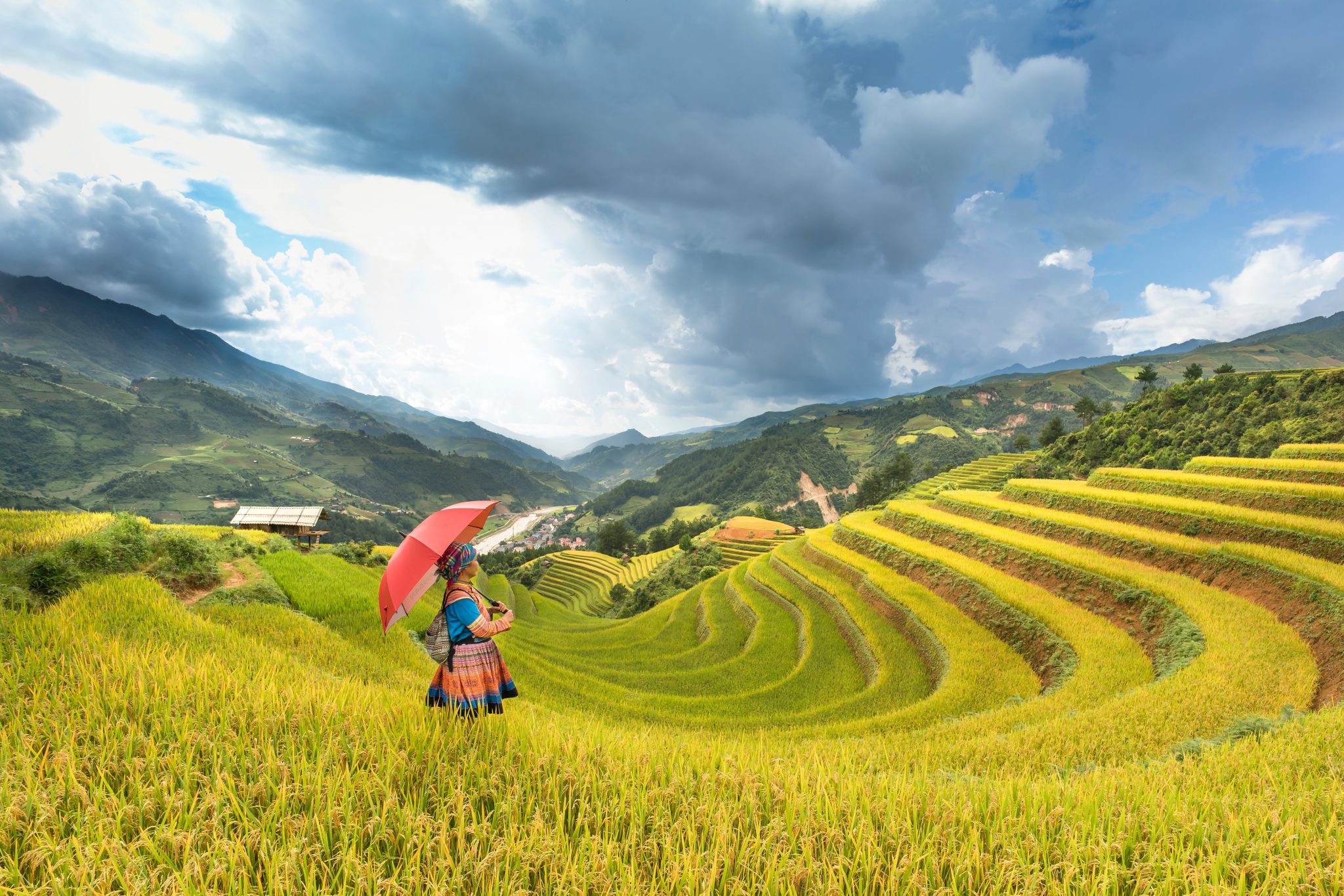 שדה אורז וילדה עם מטריה