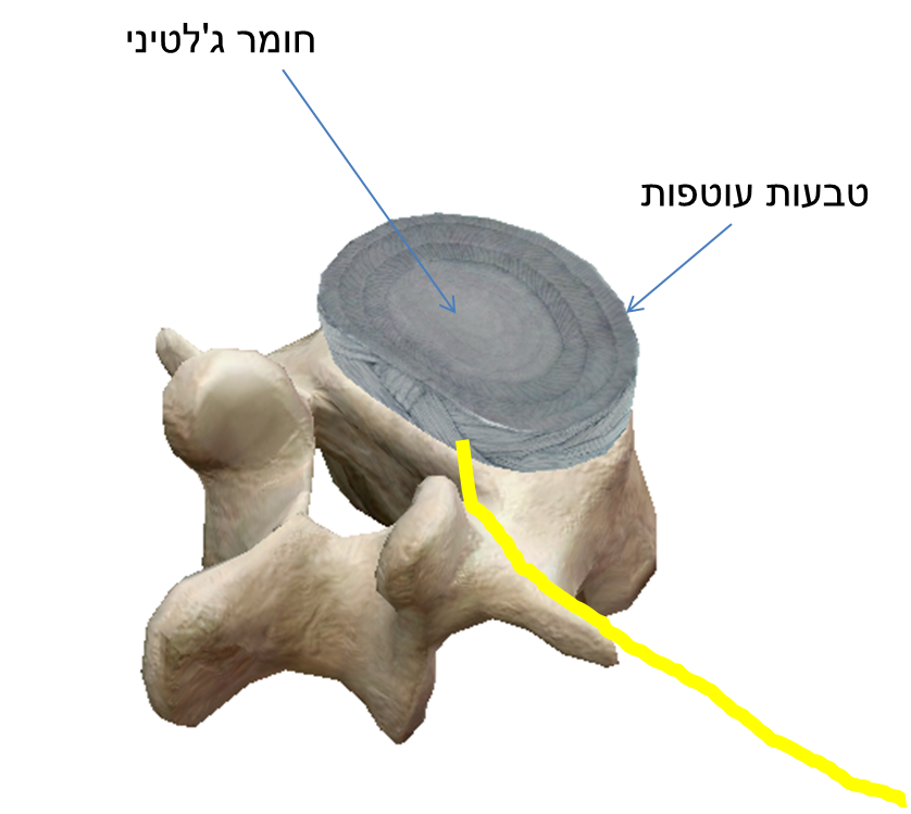 חוליה באזור עמוד השדרה