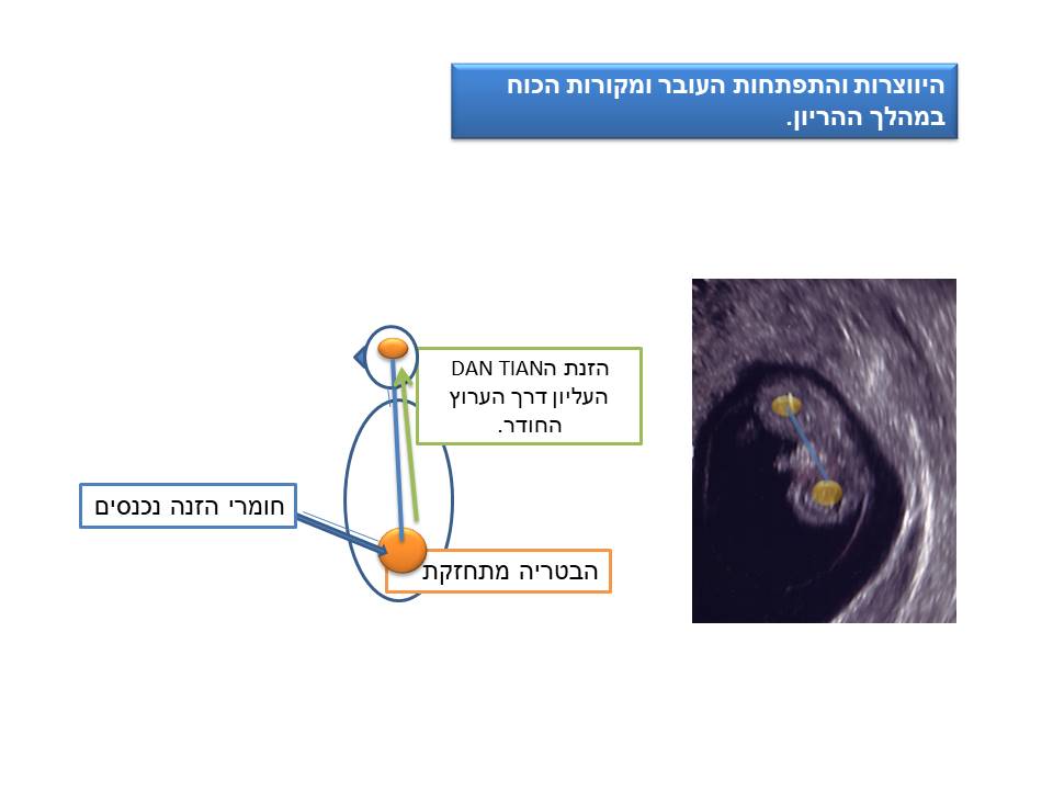 שקופית מספר 1 במאמר מה זה צ'י קונג המראה את ההתפתחות העוברית