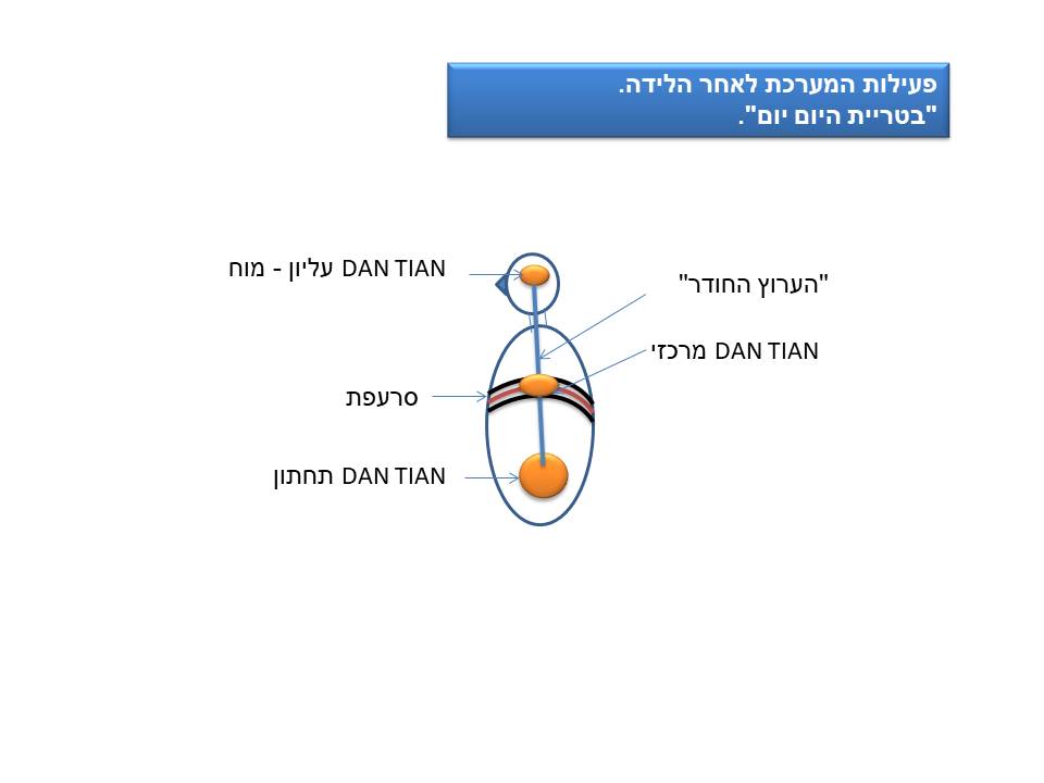 שקופית 2 במאמר מה זה צ'י קונג המראה את הDANTIAN המרכזי