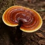 פטריית ריישי