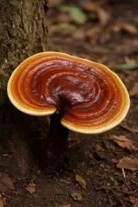 פטריית ריישי